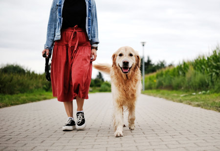 Cute Golden Retriever Walking With Its Female Owner. The Adorable Golden Accompanied A Womanの写真素材