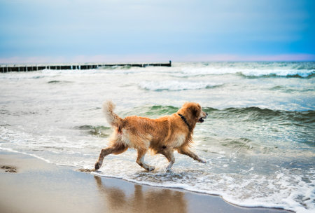 Adorable Golden Retriever Dog On A Sandy Beach, Running In Water To Swim In The Seaの写真素材
