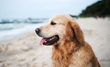 Happy, Adorable Golden Retriever Dog Plays On A Sandy Beach And Poses For A Cute Portraitの写真素材