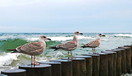 Seagulls Sitting On Wooden Groynes of Baltic seaの写真素材