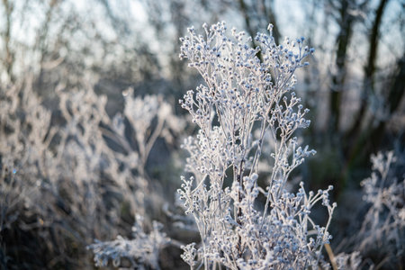 Plants Covered In Ice At Dawn And In Winterの写真素材