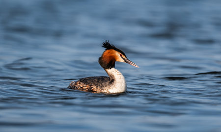 Great Crested Grebe Glides Smoothly Across The Pondの写真素材