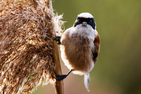 Little Bird Remiz Sits On A Reed With A Blurred Backgroundの写真素材
