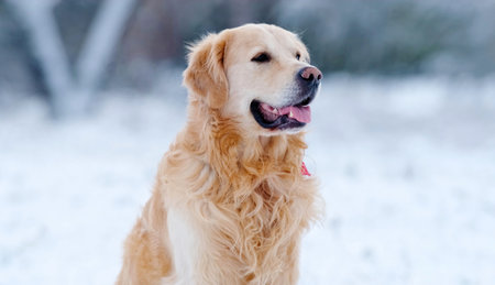 Cute Muzzle Of Adorable Young Golden Retriever Outdoors In Winterの写真素材