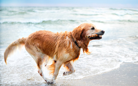Happy Golden Retriever Dog Adorably Playing And Running With A Stick In Its Mouth On A Sandy Beach