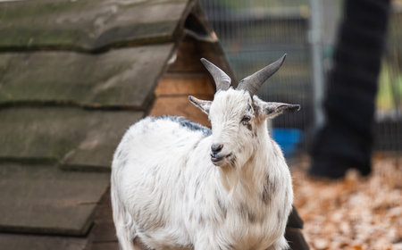 Beautiful Young Goat On An Outdoor Farm, White Animal