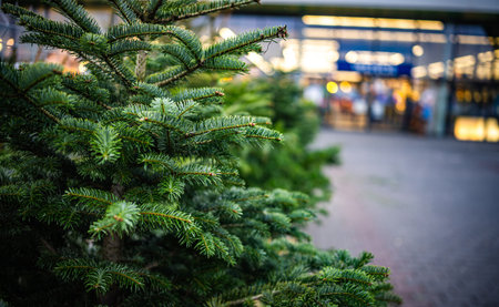 New Year Tree Selling At A Christmas Tree Market