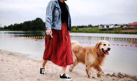 Girl Strolls On The Beach With Adorable Golden Retriever, Who Joyfully Wetの写真素材