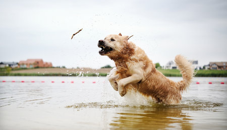 Happy, Joyful Golden Retriever Running And Playing In The Water. The Dog Full Of Joyの写真素材
