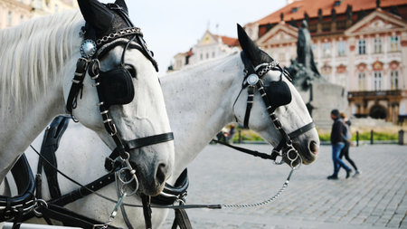 Beautiful Pair Of Horses Harnessed To A Sightseeing Carriage For A Tourist Rideの写真素材