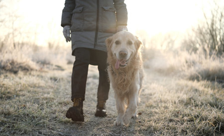 Girl Walks With Adorable Golden Retriever Dog On A Frosty Morning, Following The Pathの写真素材