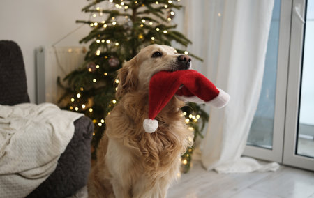 Cute Golden Retriever Holding Santa Hat In Mouth At Home On Christmasの写真素材