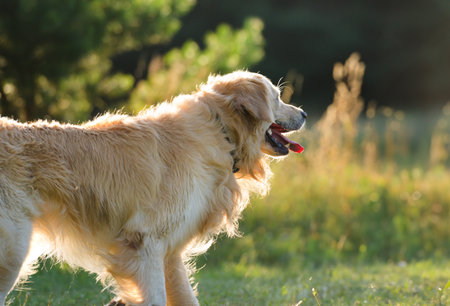 Adorable Golden Retriever Dog Walking Outdoors At Sunsetの写真素材
