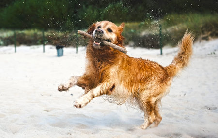 Adorable Golden Retriever Running And Playing With A Stick On A Sandy Beach
