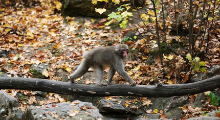Japanese Macaque Walks On A Log In An Autumn Forest At The Zoo