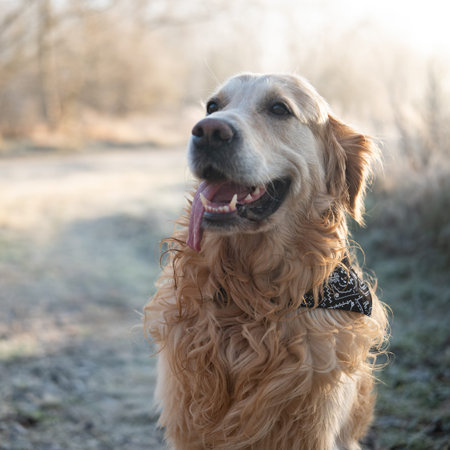 Adorable Golden Retriever Dog Outdoors With A Close-Up Portrait Taken In The Morning