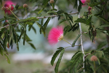 tender summer flowerの写真素材