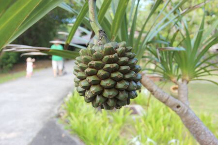 Unknown tropical fruit