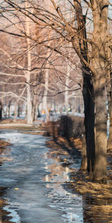 Spring motive in the city.Snow thaws and trees wake ap from a winter dream.Selective focus.の写真素材
