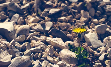 Dandelion amoung stones grows in loneliness and without water.の写真素材