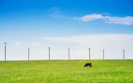 Wild flowers.A variety of plants a sort sun beams at the beginning of summer.Expanse for animals.の写真素材