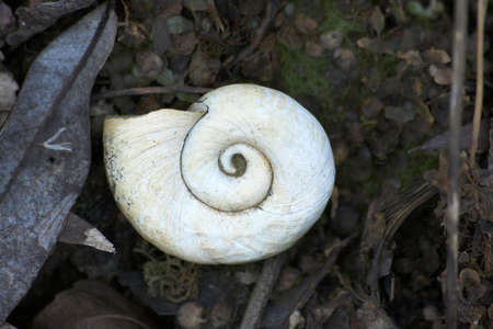 White snail on black