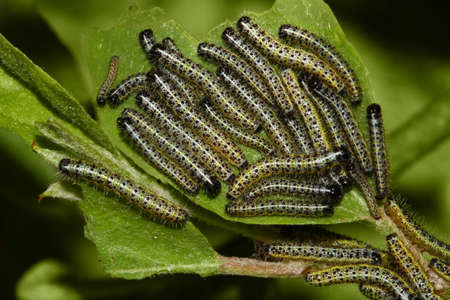 Group of cabbage butterfly caterpillars attacking plantの写真素材