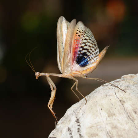 Frightened brown praying mantis show her wings
