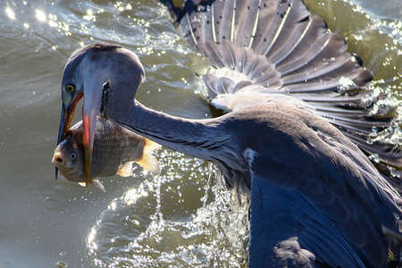 Grey Heron, Ardea cinerea catch big fish