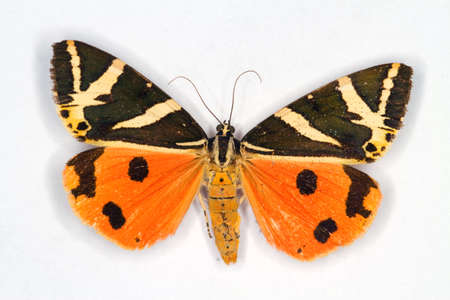 Jersey Tiger moth latin name Euplagia quadripunctaria isolated on white.