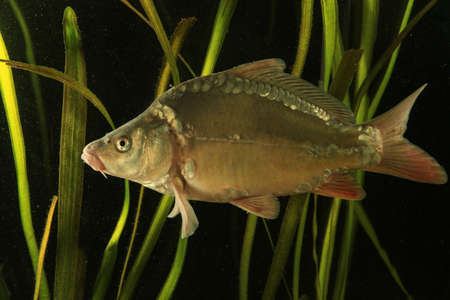 Common carp fish swimming  in the pond