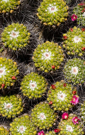 Spiny green cactus with little red flower