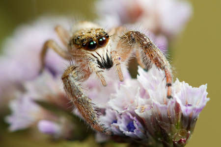 Jumping spider mendoza canestrini with big eyes on the flowerの写真素材