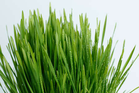 Fresh Green Grass with Drops on white background