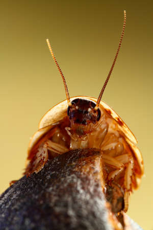 Portrait of Death's head cockroach Blaberus craniifer