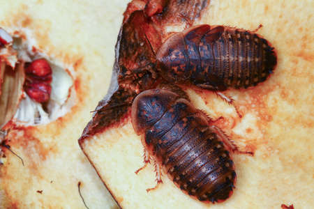 Death's head cockroach Blaberus craniifer feed on appleの写真素材