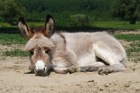 Gray baby donkey laying on the meadowの写真素材