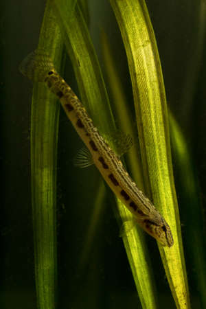 European fresh water spined loach is swimming