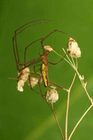 Long jawed spider, Tetragnatha extensa,  on the green backround
