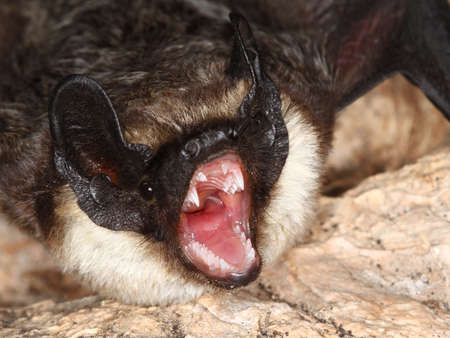 Part coloured bat, Vespertilio murinus shows  teethの写真素材