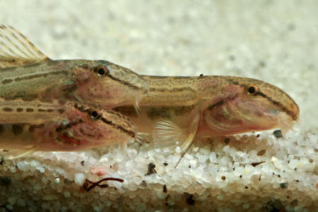 Three European fresh water spined loach, Cobitis taenia