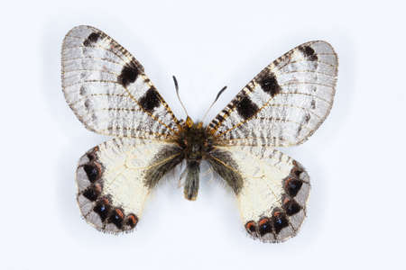 Male of False apollo, Archon apollinus butterfly on white