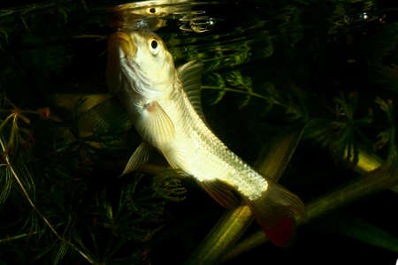 Common carp, Cyprinus carpio swiming on the surface
