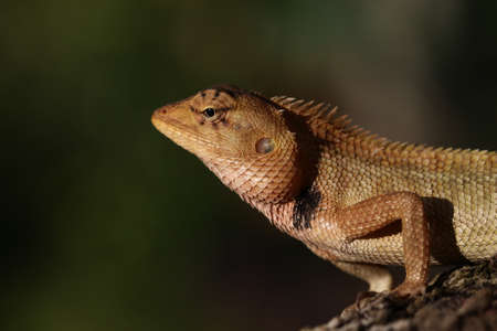 Closeup of brown Changeable lizard on tree