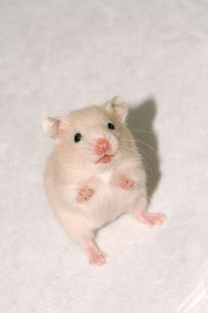 Cute baby white hamster waiting foodの写真素材