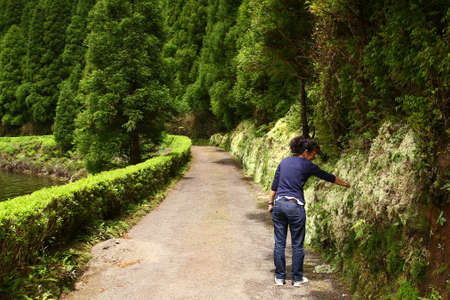 Forest and mossy wall in Sao Miguel Azoresの写真素材
