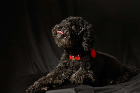 Black poodle with red necklace show tongueの写真素材