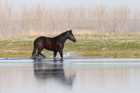 Black horse is  runing through water in early springの写真素材