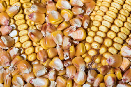 Yellow corn beans and cob background