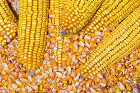 Top  view of corn  seed and cob